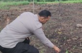 Tanam Jagung Perkuat Ketahanan Pangan, Kapolsek Rokan IV Koto : Diperkirakan Panen Agustus