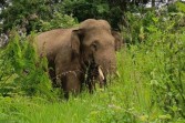 BKSDA Aceh kerahkan tim tangani gajah masuk kebun warga