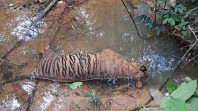 Setelah Gajah, Bangkai Harimau Ditemukan di Sungai Bengkulu