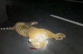 Seekor Harimau Mati Tergeletak Ditabrak Mobil Bukan di Jalan Tol Pekanbaru-Dumai