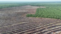 Izin PT SRL dan PT SSL Dicabut, WALHI Riau Desak Pemulihan Lingkungan dan Evaluasi Korporasi Perusak Hutan