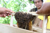 Lebah Berperan Penting Dalam Jaring Kehidupan Bumi