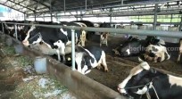 Perkuat Ketahanan Pangan, Pasuruan Siapkan 60 Sapi Perah Grati untuk Peternak