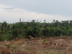 Deforestasi di Kawasan Konservasi