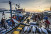 Berkah di Balik Fenomena Alam: Mengapa ENSO Bisa Jadi Kabar Baik bagi Sulawesi Tengah?