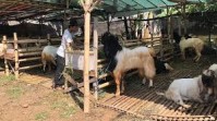 Dinas Pertanian dan Ketahanan Pangan Kota Batu Periksa Kesehatan Hewan Kurban Jelang Iduladha 2026