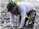 Zainal Si Rajalesa Penyelamat Hutan Mangrove Indragiri Hilir
