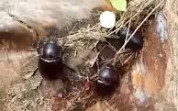 Hama Kumbang Diduga Berasal dari PT GIN Serang Kelapa Masyarakat