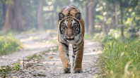Keganasan Harimau Sumatera Kembali Makan Korban, Kali ini Karyawan PT SPA