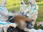 Respons Cepat Kementerian Kehutanan Tangani Temuan Harimau Sumatera di Mukomuko