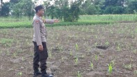 Bhabinkamtibmas Polsek Muara Bengkal ketahanan pangan nasional rutin monitoring pertumbuhan tanaman jagung di lahan pertanian desa ngayau pada pagi hari