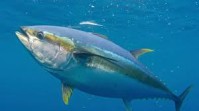 Hari Tuna Sedunia: Pentingnya kesadaran tentang ekologi dan ekonomi ikan tuna