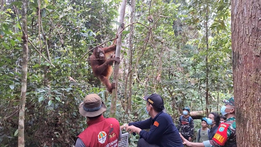 8 Orangutan Dilepasliarkan di Taman Nasional di Kalbar