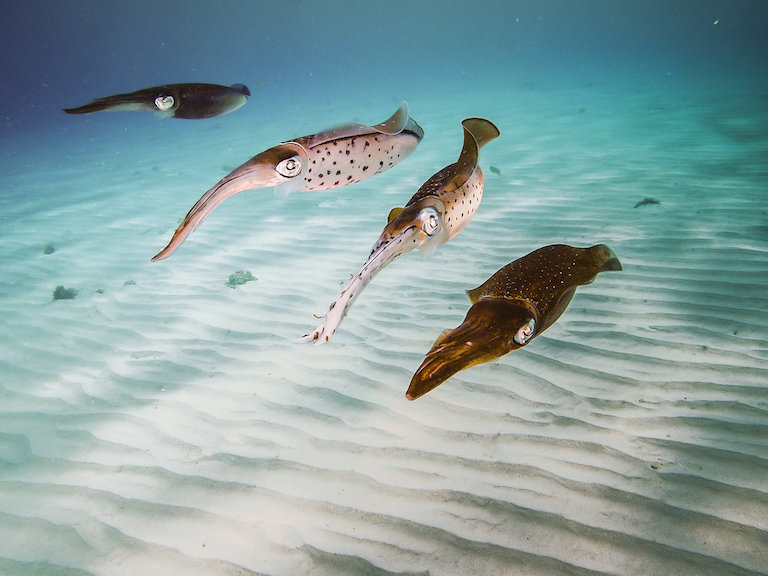 Global Ocean Census Berambisi Temukan 100 ribu Jenis Spesies Laut dalam 10 Tahun