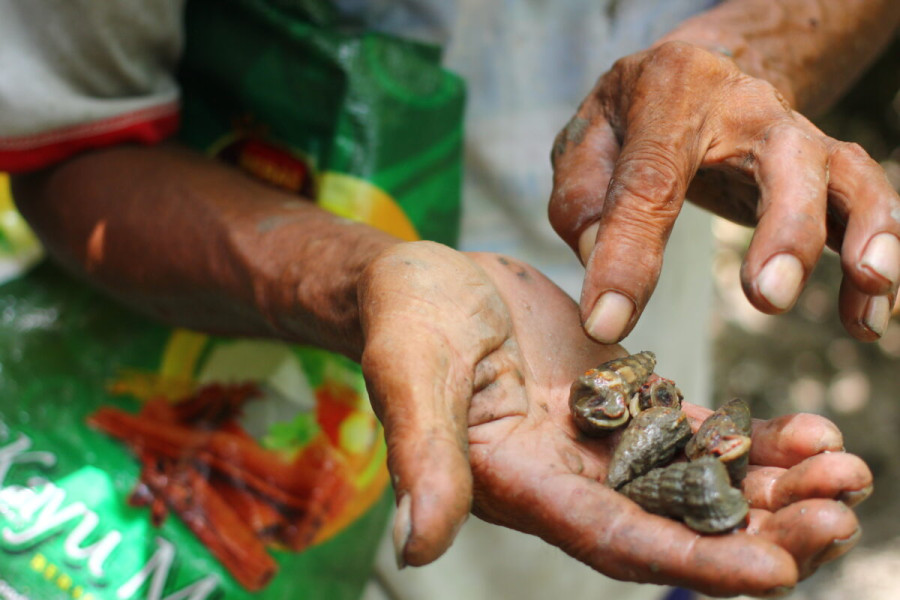 Merawat ‘Rumah’ Cincinut, Biota Indikator Kesehatan Hutan Mangrove