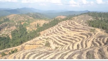 Hutan 700 Hekater Milik Suku Malayu Dibabat Habis, Walhi Sumbar: Berisiko Banjir Besar