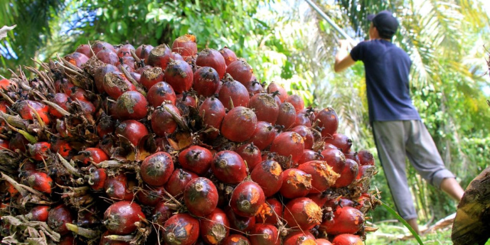 Harga CPO Tertekan Uni Eropa dan India