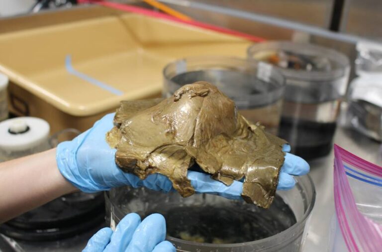 Ditemukan ‘Telur Emas’ di Kedalaman Laut Alaska