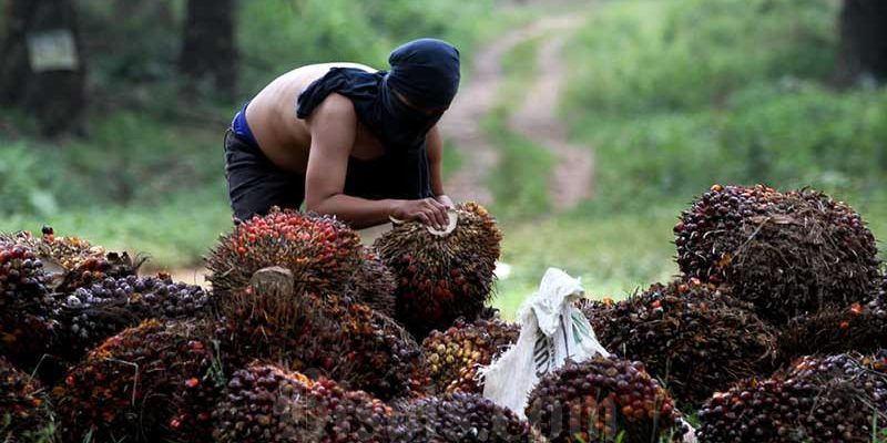 Harga CPO Melejit