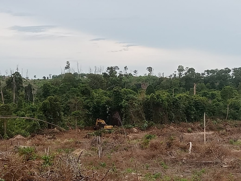 Deforestasi di Kawasan Konservasi