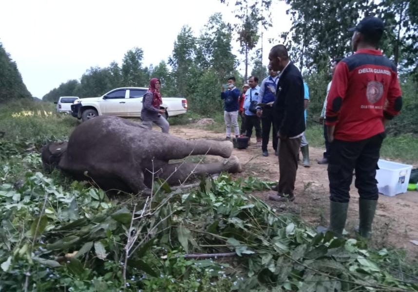 Diduga diracun, Gajah Liar Sumatera ditemukan mati di areal konsesi HTI PT. Arara Abadi Distrik Nilo Kabupaten Pelalawan