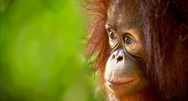 Ilmuwan: Suara Orangutan Ungkap Evolusi Bicara Manusia