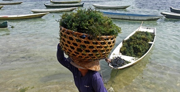 Otoritas Amerika Serikat Pertahankan Rumput Laut sebagai Produk Organik