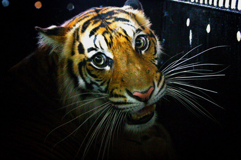 Lindungi Harimau Sumatera Sama Saja Lindungi Sungai