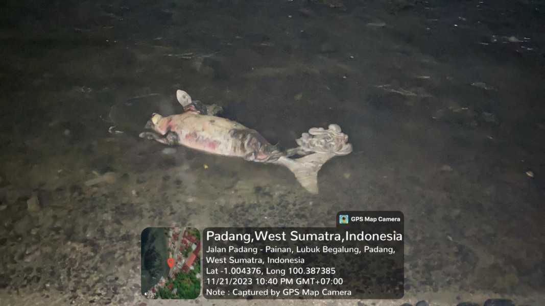 Dugong Mati Terdampar di Perairan Sumbar, Apa Penyebabnya?