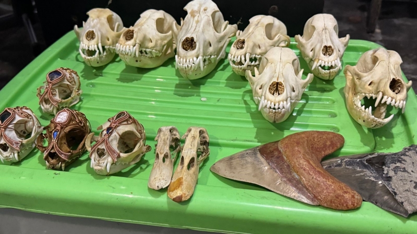 Digagalkan, Penyelundupan 94 Bagian Tubuh Satwa Dilindungi ke AS