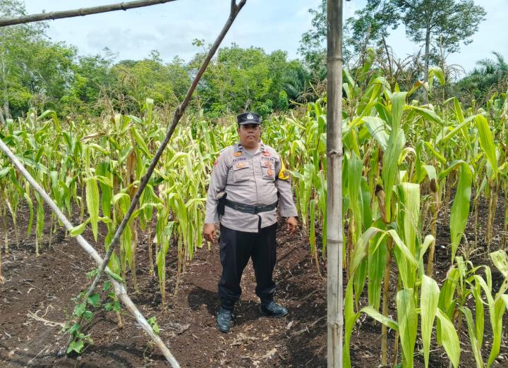 Polsek Bantan Cek Ketahanan Pangan, Jagung Pipil di Desa Sukamaju Siap Panen