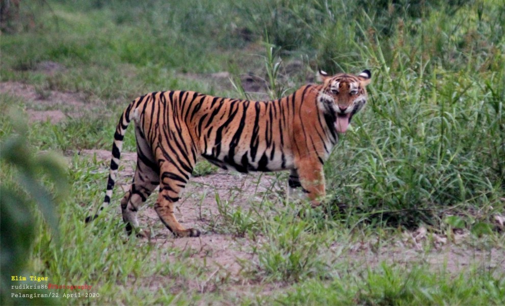 Mengenal Kearifan Lokal tentang Harimau Sumatra dalam Peringatan Global Tiger Day 2025