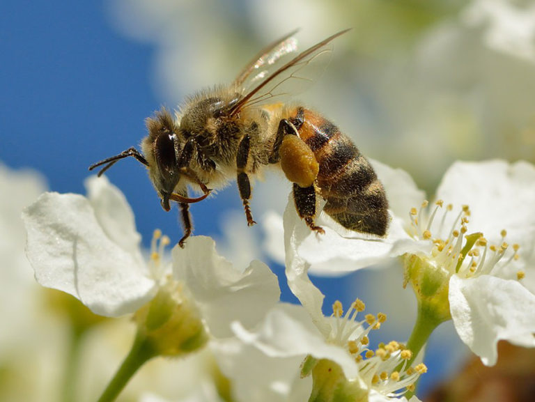 Sinyal Ponsel Ganggu Kehidupan Lebah Madu