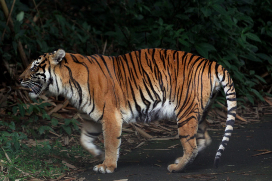 Nyaris Tewas, Kaki Bocah di Siak Ditarik Harimau