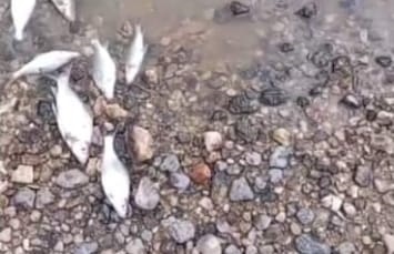 Ikan Mati di Aliran Sungai Keritang Diduga Tercemar Limbah Pabrik