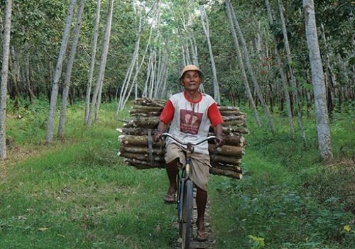 Program Perhutanan Sosial Dorong Ekonomi Masyarakat Sekitar Hutan di Riau