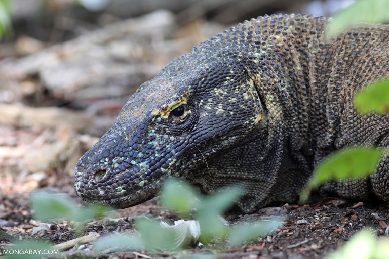 Penyebab Komodo Berkeliaran di Luar Habitat