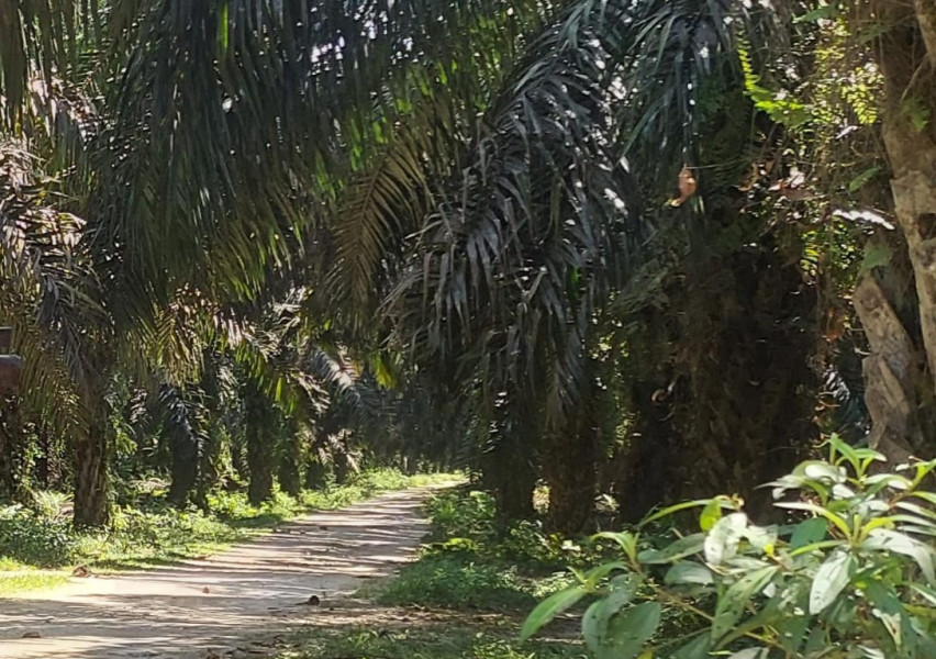 Mencekam, Penangkapan Paksa oleh Security PT NSR di Desa Segati