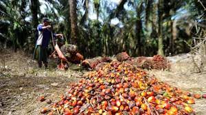 Petani Kelapa Sawit dan Karet Malaysia Protes Kebijakan Deforestasi Uni Eropa
