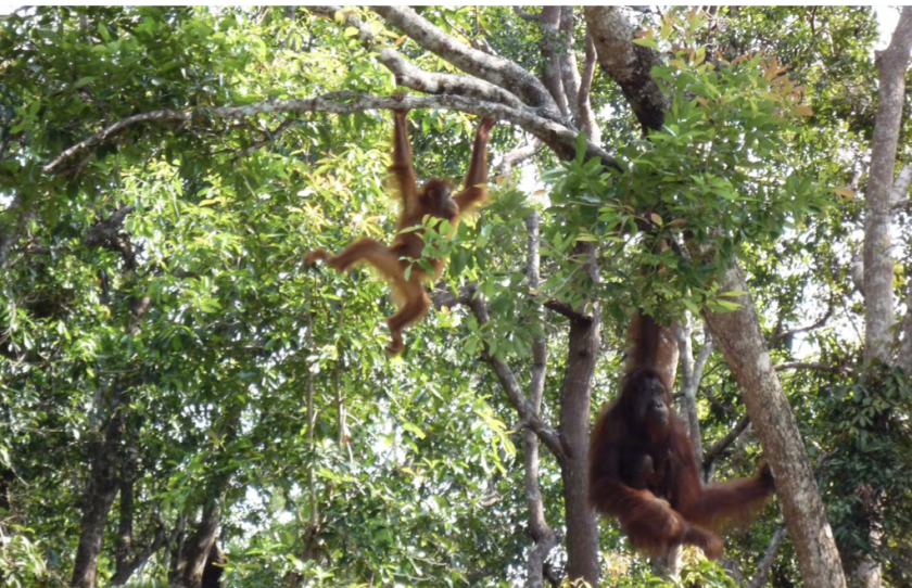 Konsumsi Minyak Sawit dan Kayu Negara Kaya Punahkan Biodiversitas