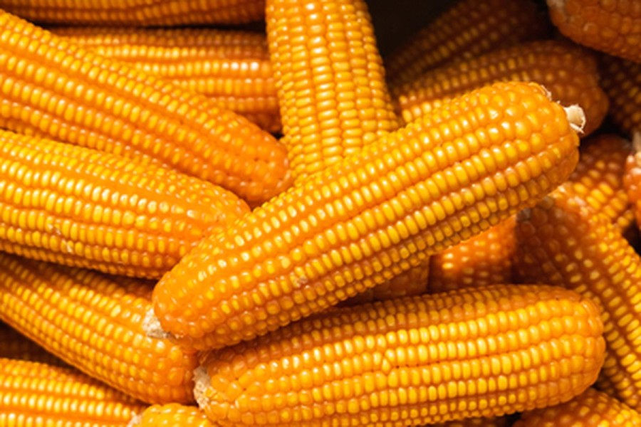 Kubu Raya Fokus Kembangkan Hortikultura dan Jagung untuk Optimalkan Lahan Gambut