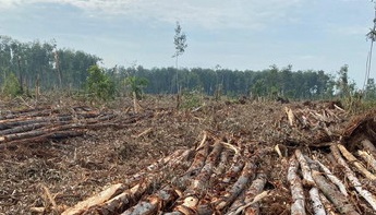 Parah, DLHK Riau Keluarkan Surat Rekomendasi Perkebunan Ganda