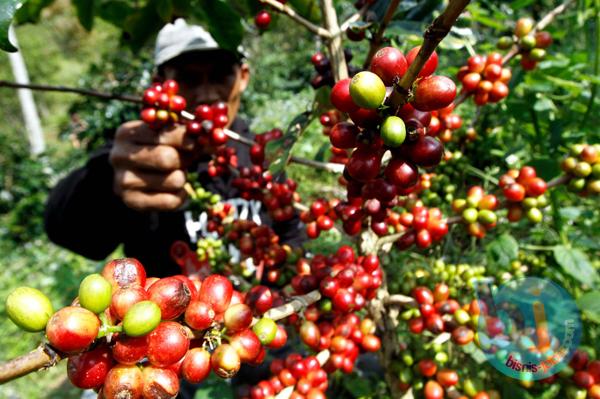 Penen Kopi Terbesar Kedua, Bisakah Indonesia Kuasai Pasar Dunia?