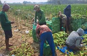 Perkuat Ekonomi Desa, Gapoktan Binaan BAZNAS Panen Raya Jagung Manis