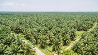 Diduga Ada Skandal Pengelolaan Kebun Kelapa Sawit Pemkab Kuansing, Plt ...