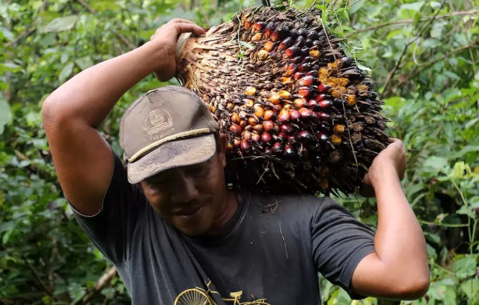 Harga Komoditi Perkebunan Riau Pekan Ini