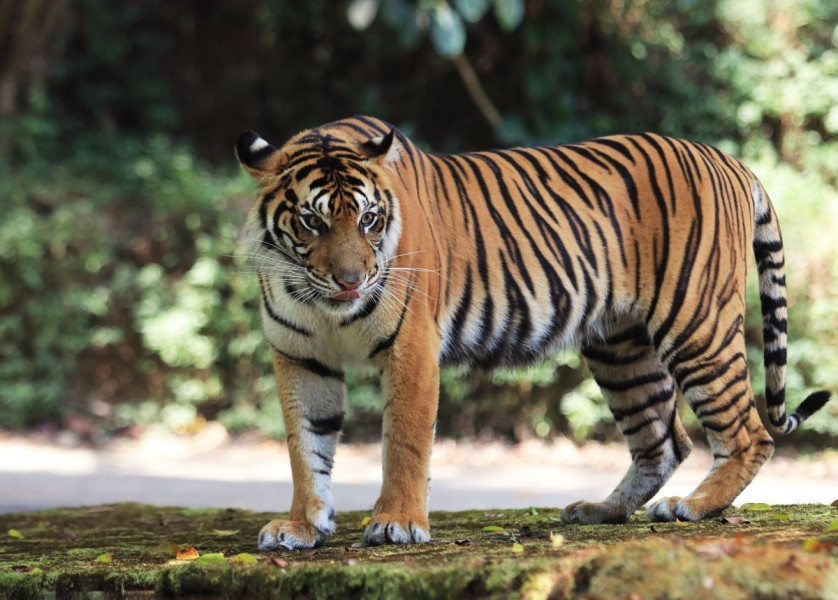 Diserang Harimau, Seorang Warga di Inhil Tewas