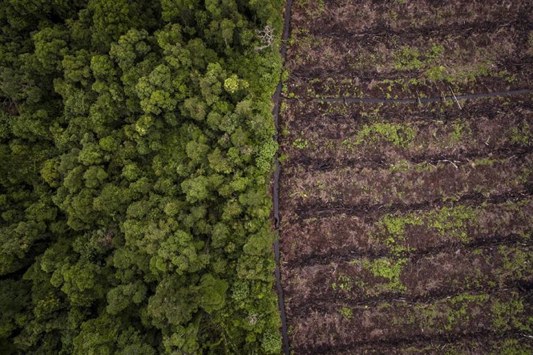 Pemutihan Kebun Sawit di Kawasan Hutan Pupuskan Langkah Pemulihan Lingkungan
