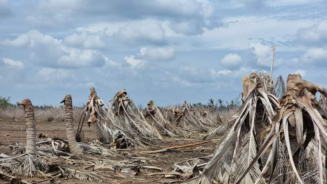 20 Juta Hektare Hutan Dibuka, Krisis Iklim kian Parah