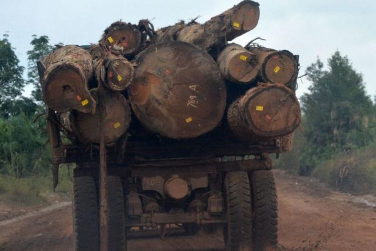 Hutan Dunia Dunia Makin Gundul, Laju Reboisasi Tak Sebanding